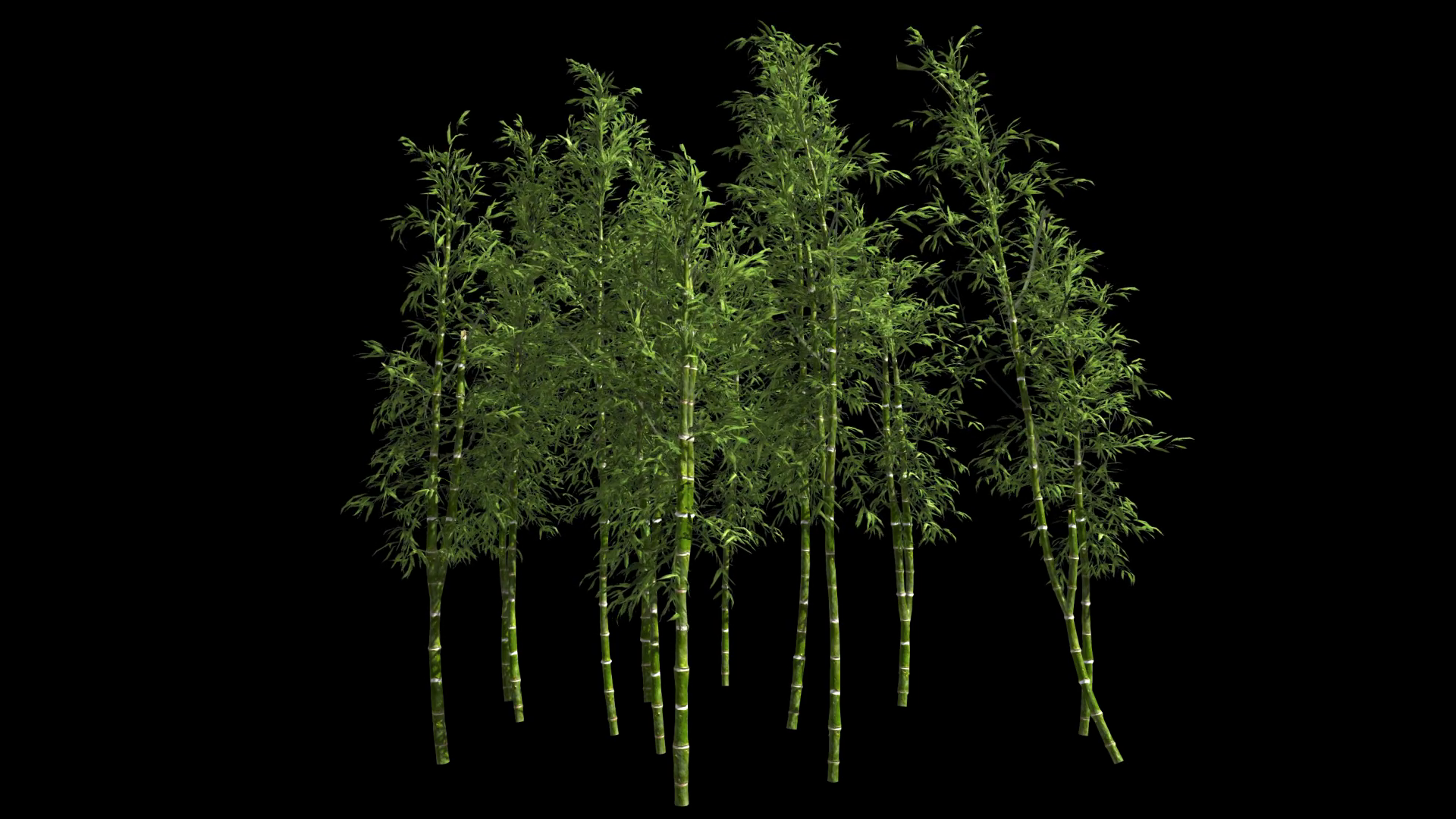 Bamboo Trees Alpha Channel Animation Botany Stock Motion Graphics SBV ...