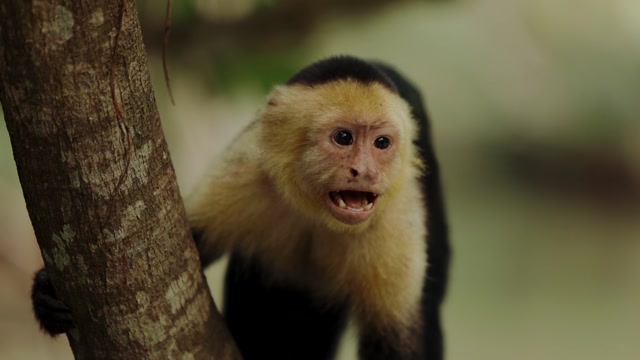 Monkey Video Call Stock Footage: Royalty-Free Video Clips - Storyblocks