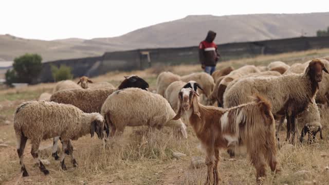 Bedouin Camp Stock Footage: Royalty-Free Video Clips - Storyblocks