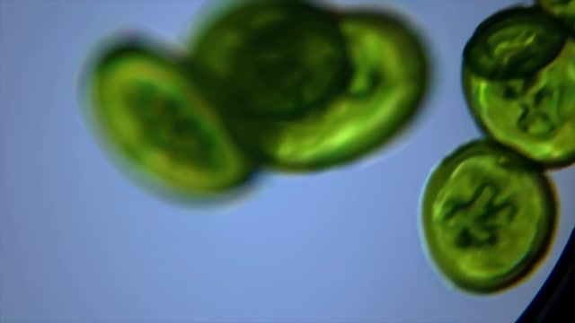 Algae Animation Stock Footage: Royalty-Free Video Clips - Storyblocks