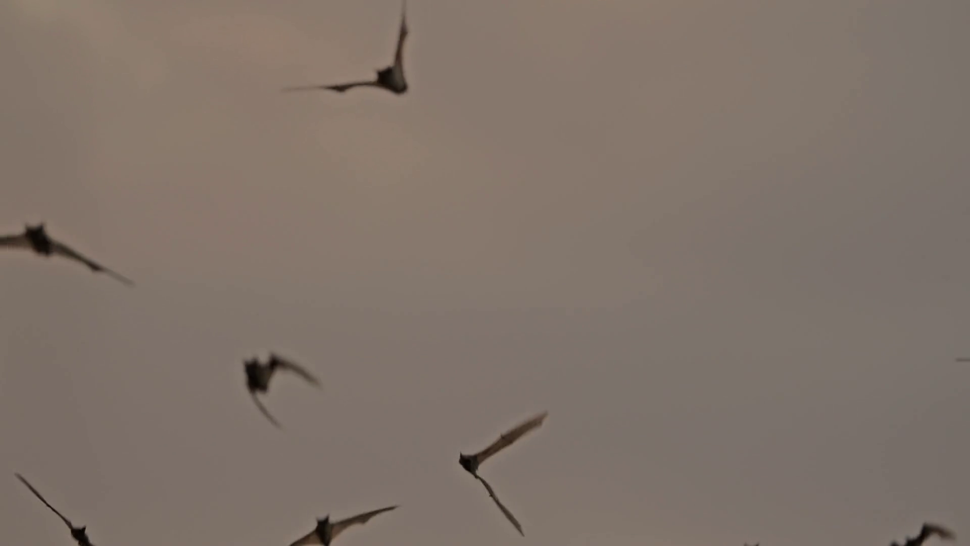 Silhouette Of Bat Colony Flying Across Stock Footage SBV-352868776 ...