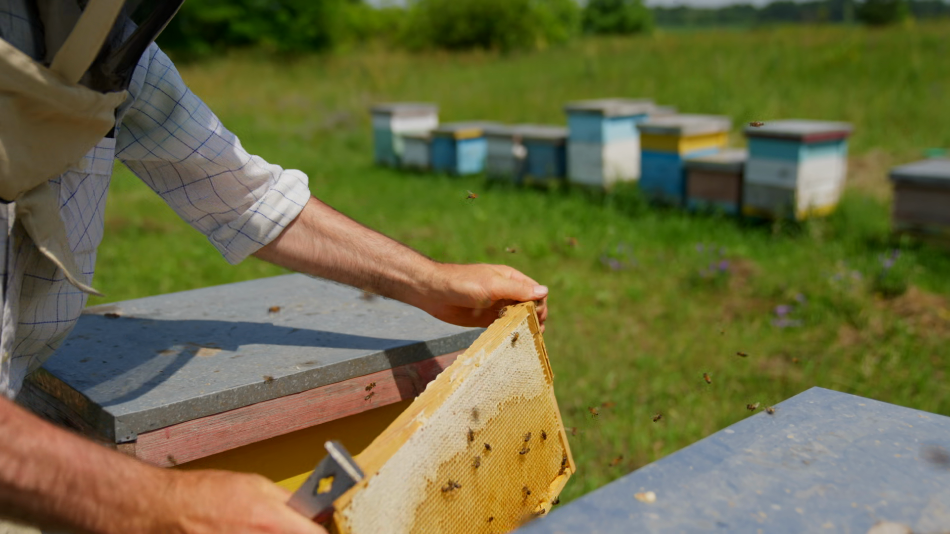 Male Hands Hold Honey Frame Shaking Off Bees Stock Footage SBV ...