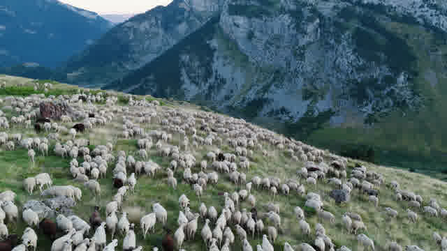 Slope | Animals stock footage - Storyblocks