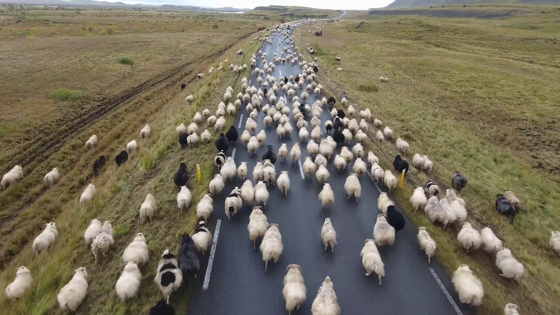 Aerial Drone Shot Flying Over Flock Of Sheep Stock Footage SBV ...