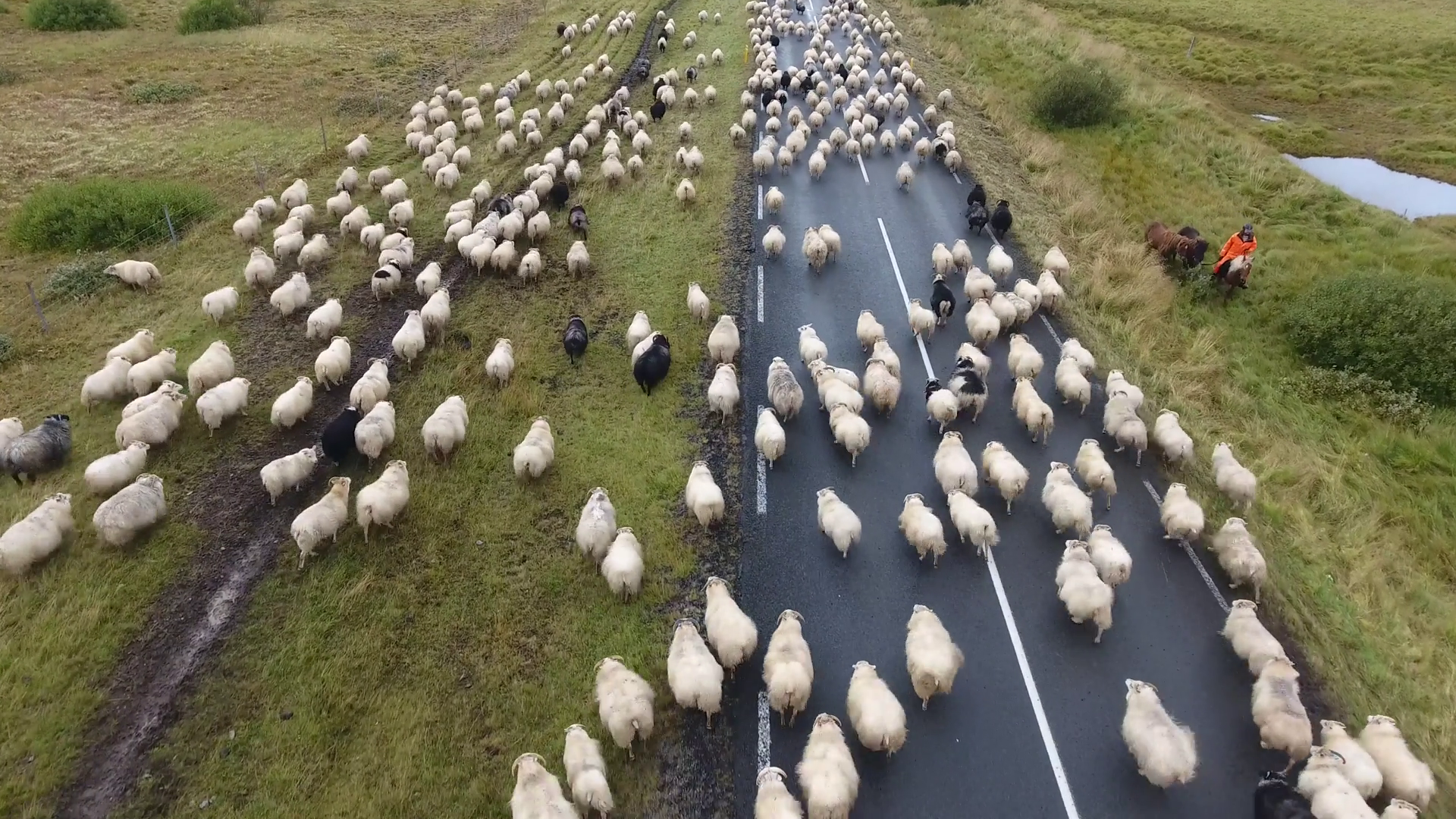 Aerial Drone Shot Flying Over Flock Of Sheep Stock Footage SBV ...