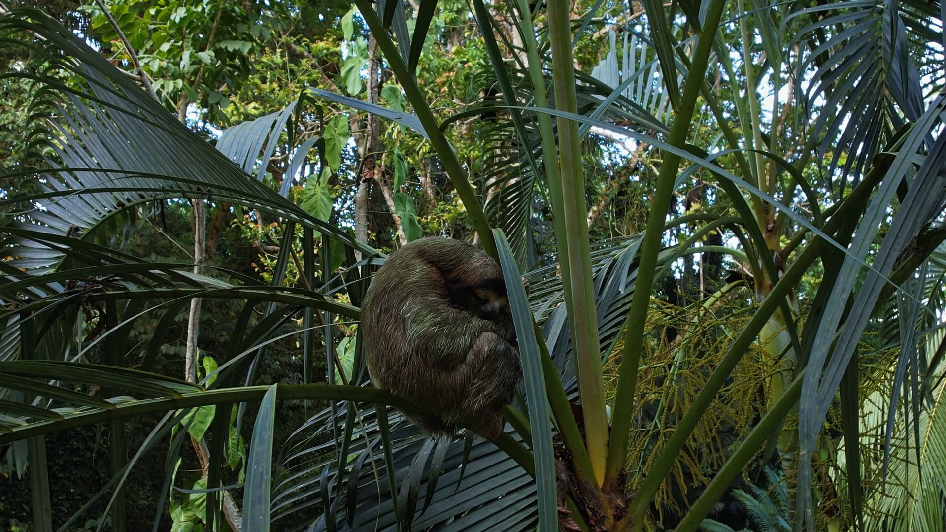Overhead Glimpse Of Serene Sloth In Costa Stock Footage SBV-348544627 ...