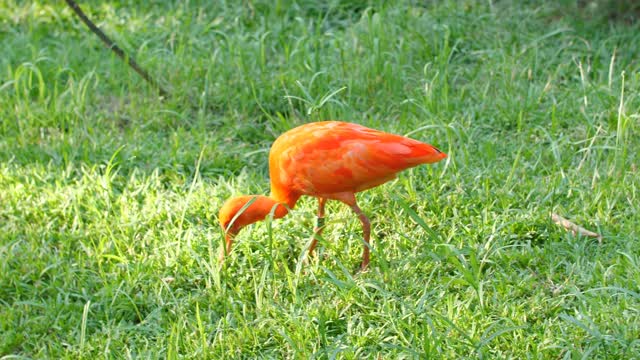 Scarlet Ibis Stock Footage: Royalty-Free Video Clips - Storyblocks