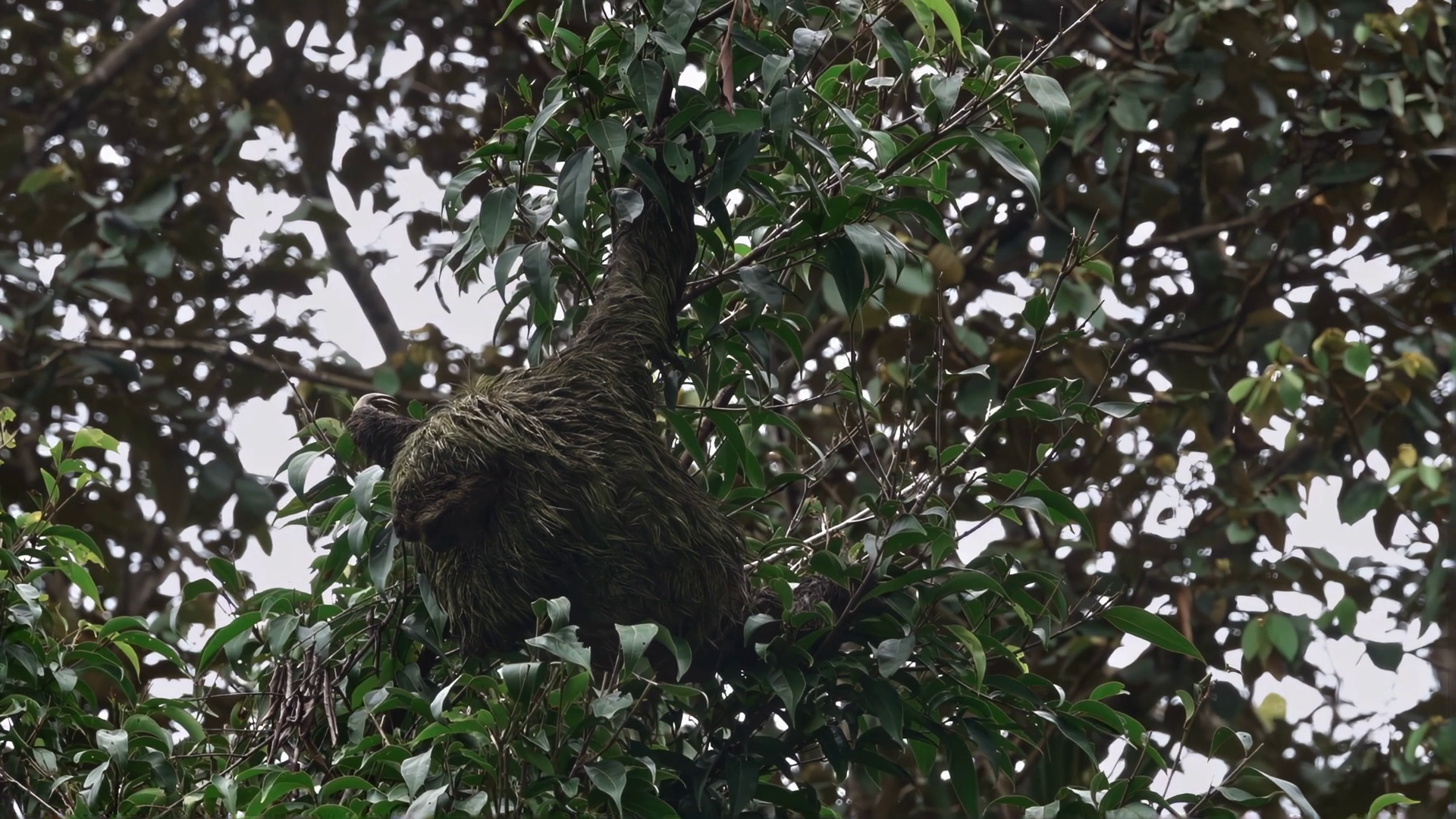 Perched High In Tree Curious Sloth Surveys Stock Footage SBV-348607523 ...