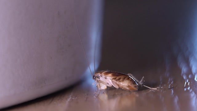 Cockroach Kitchen Stock Footage: Royalty-Free Video Clips - Storyblocks