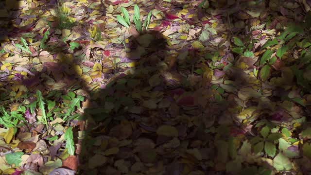 Shadow Fall Stock Footage: Royalty-Free Video Clips - Storyblocks