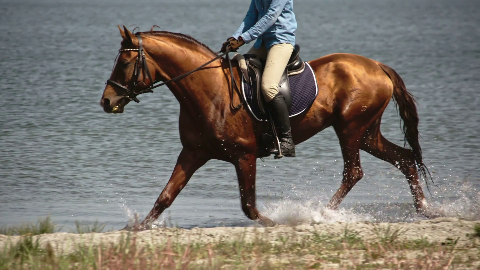 Tracking Of Mounted Brown Horse With Shining Stock Footage SBV ...