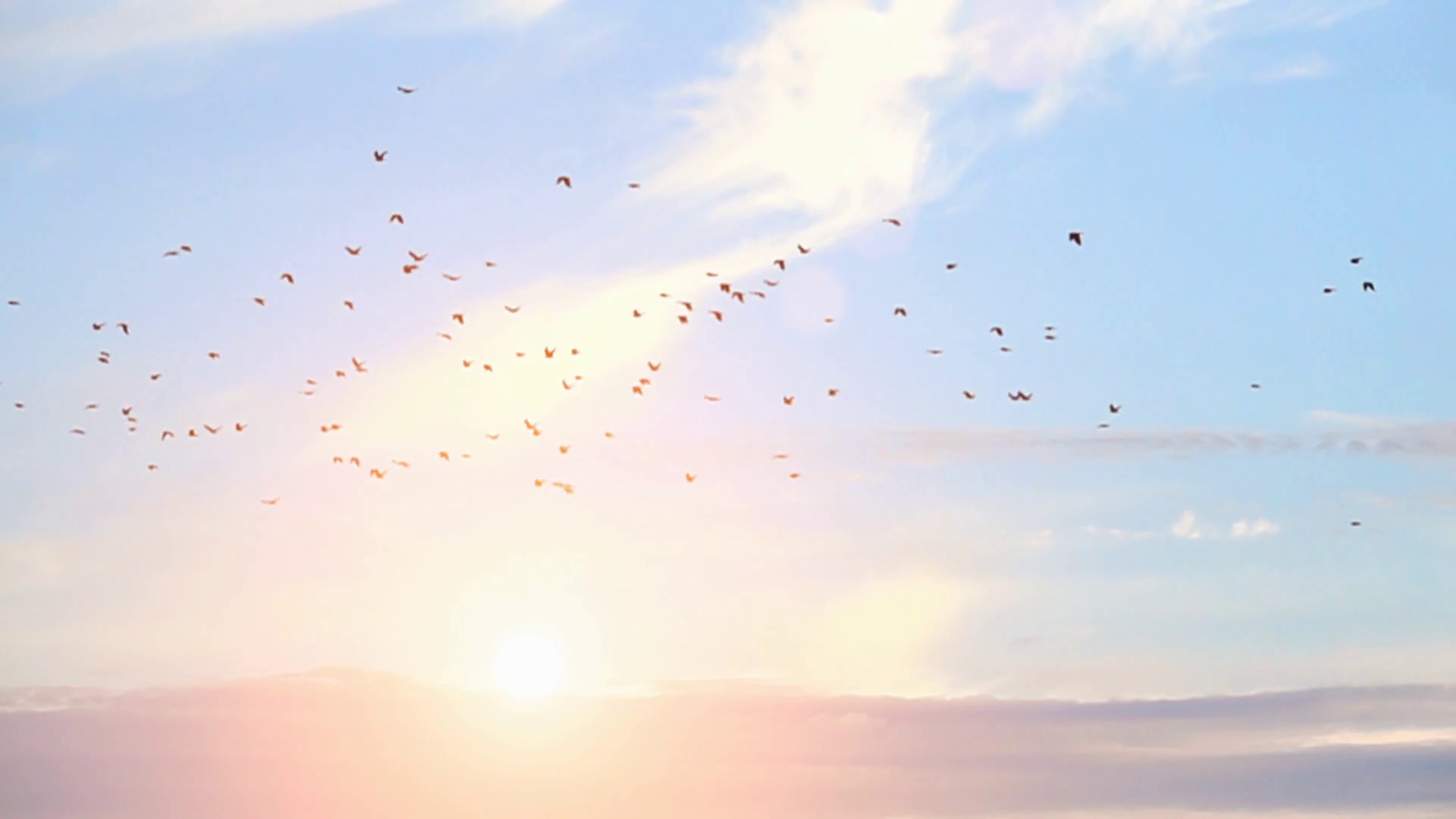 Birds Flying In Blue Sky Tranquil Background Stock Footage SBV ...