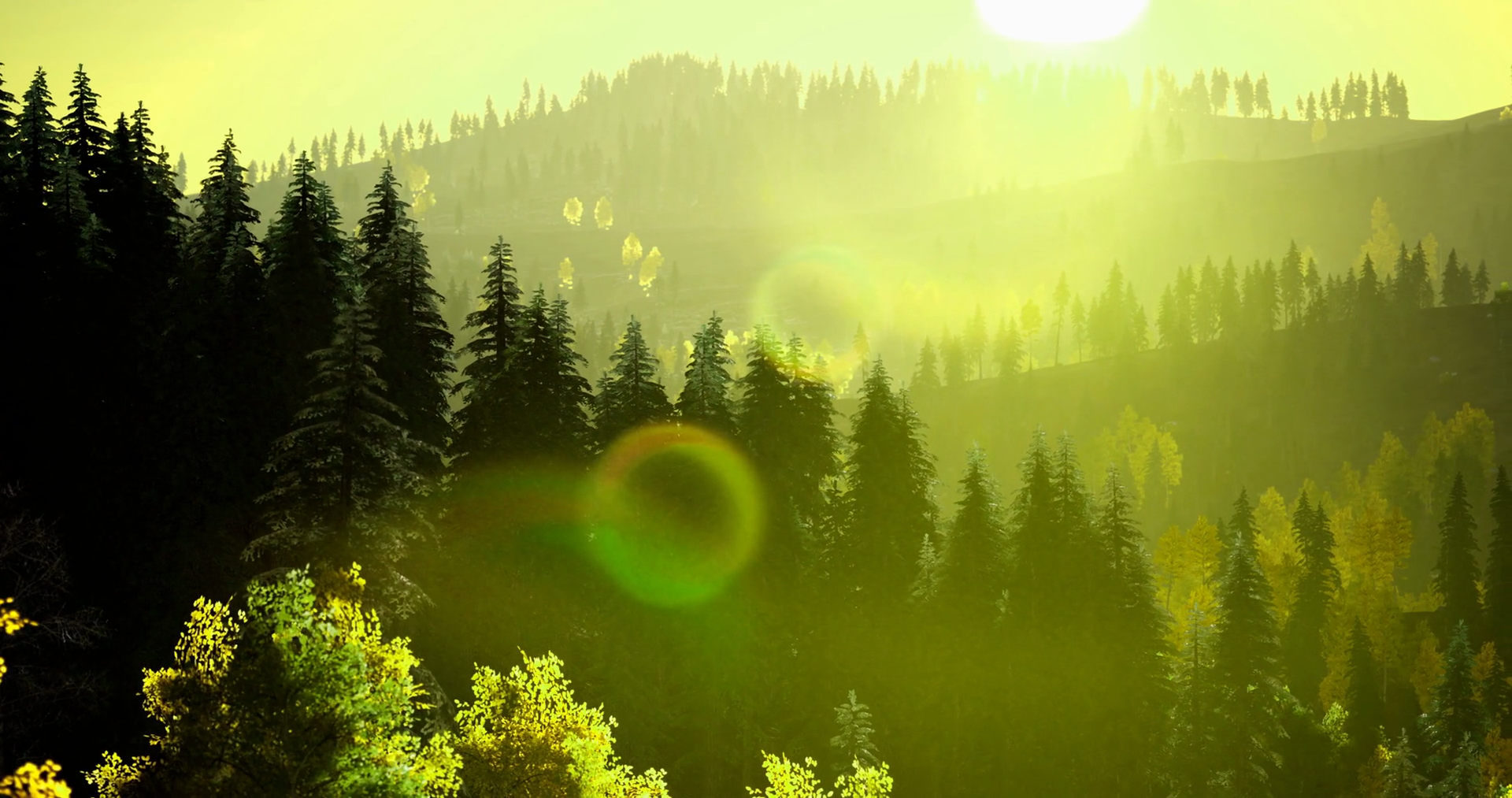 Morning Sunlight Filters Through Forest Stock Motion Graphics SBV ...