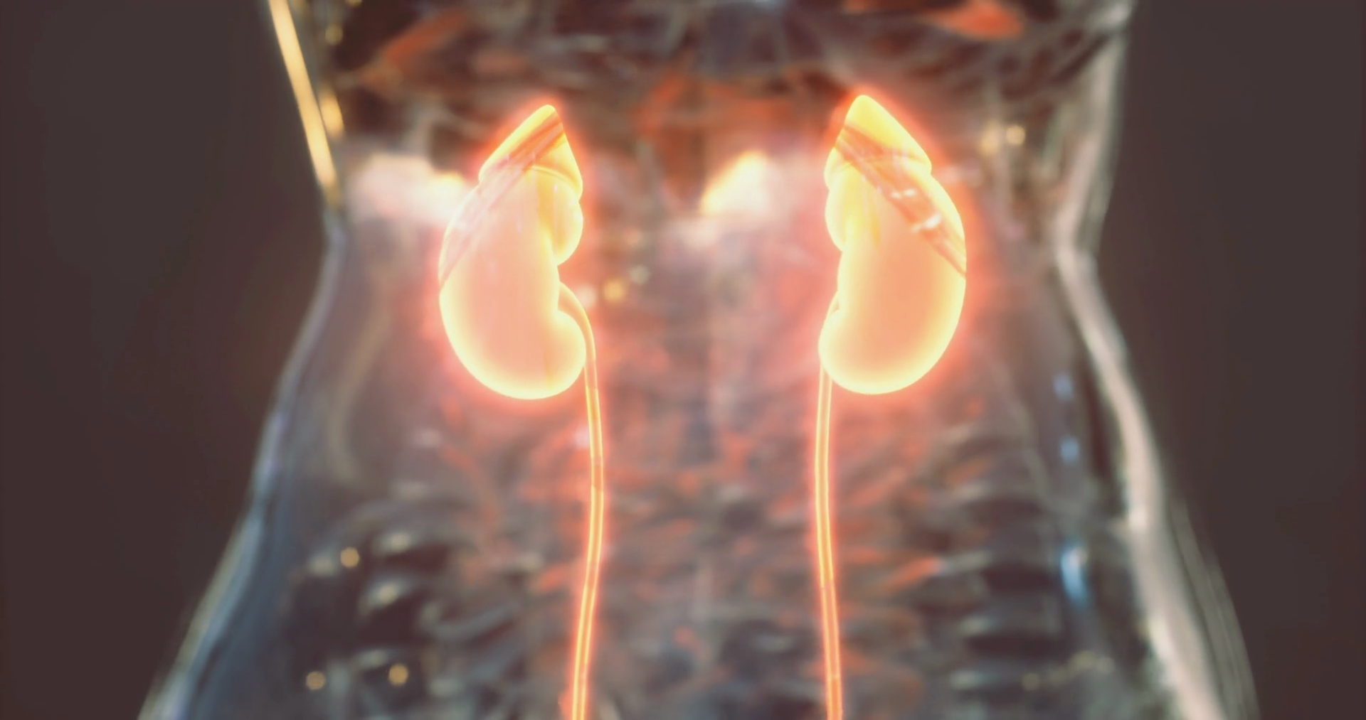 Detailed Overview Of Human Kidney Anatomy Stock Motion Graphics SBV ...