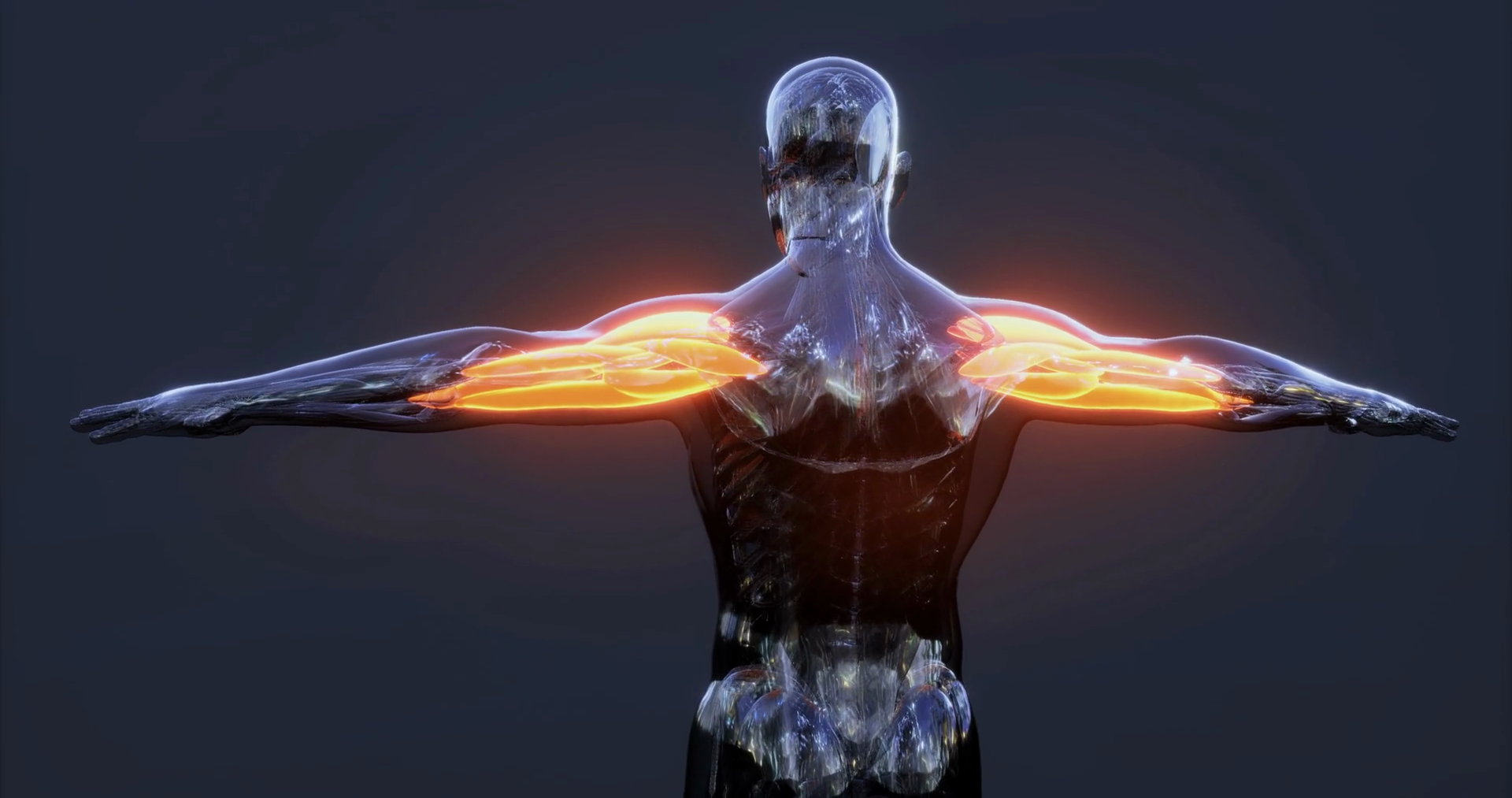 Detailed View Of Human Body Muscles Stock Motion Graphics SBV-351918690 ...