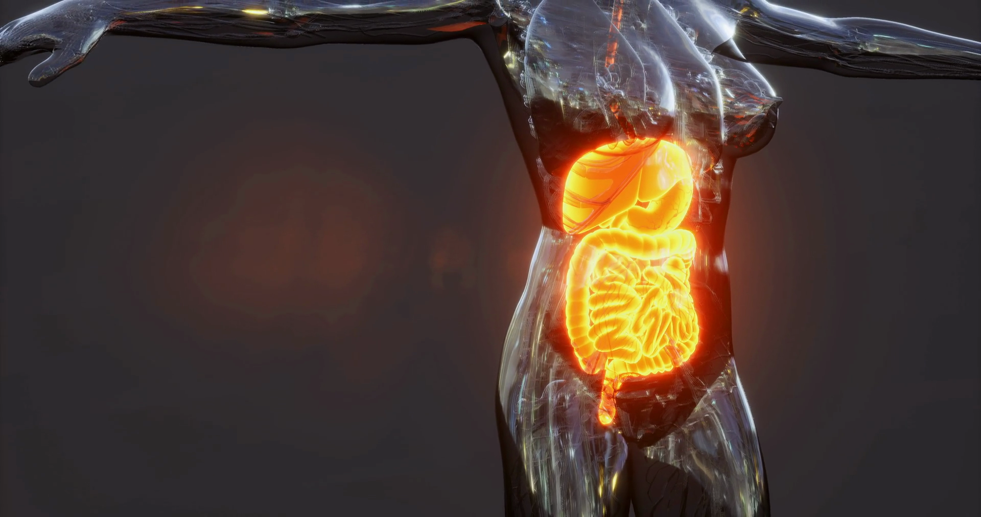 Visual Representation Of Human Digestive Stock Motion Graphics SBV ...