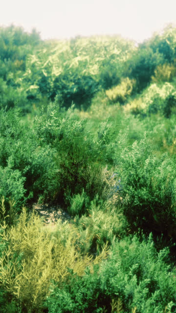 Wild Bushes Stock Footage: Royalty-Free Video Clips - Storyblocks