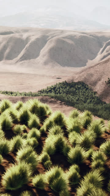 Scrub Trees Stock Footage: Royalty-Free Video Clips - Storyblocks