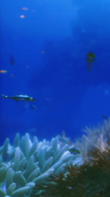 Fish Diversity Stock Footage: Royalty-Free Video Clips - Storyblocks