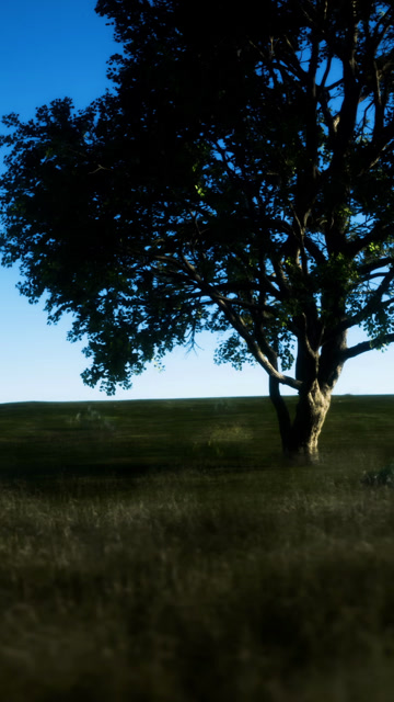 Solitary Tree Stock Footage: Royalty-Free Video Clips - Storyblocks