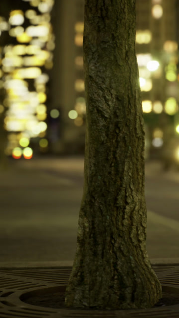 Installation Of Tree Stock Footage: Royalty-Free Video Clips - Storyblocks