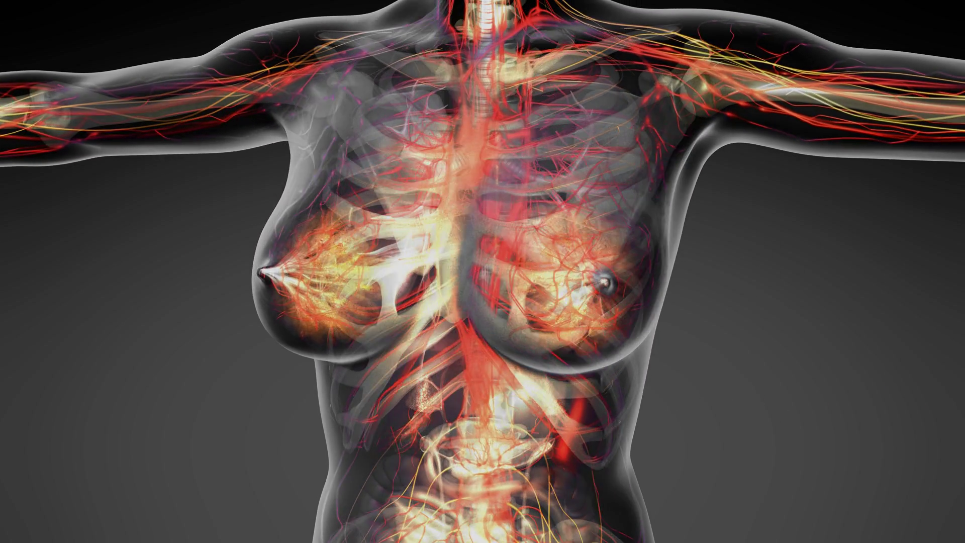 Loop Science Anatomy Of Human Body In X-ray Stock Motion Graphics SBV ...