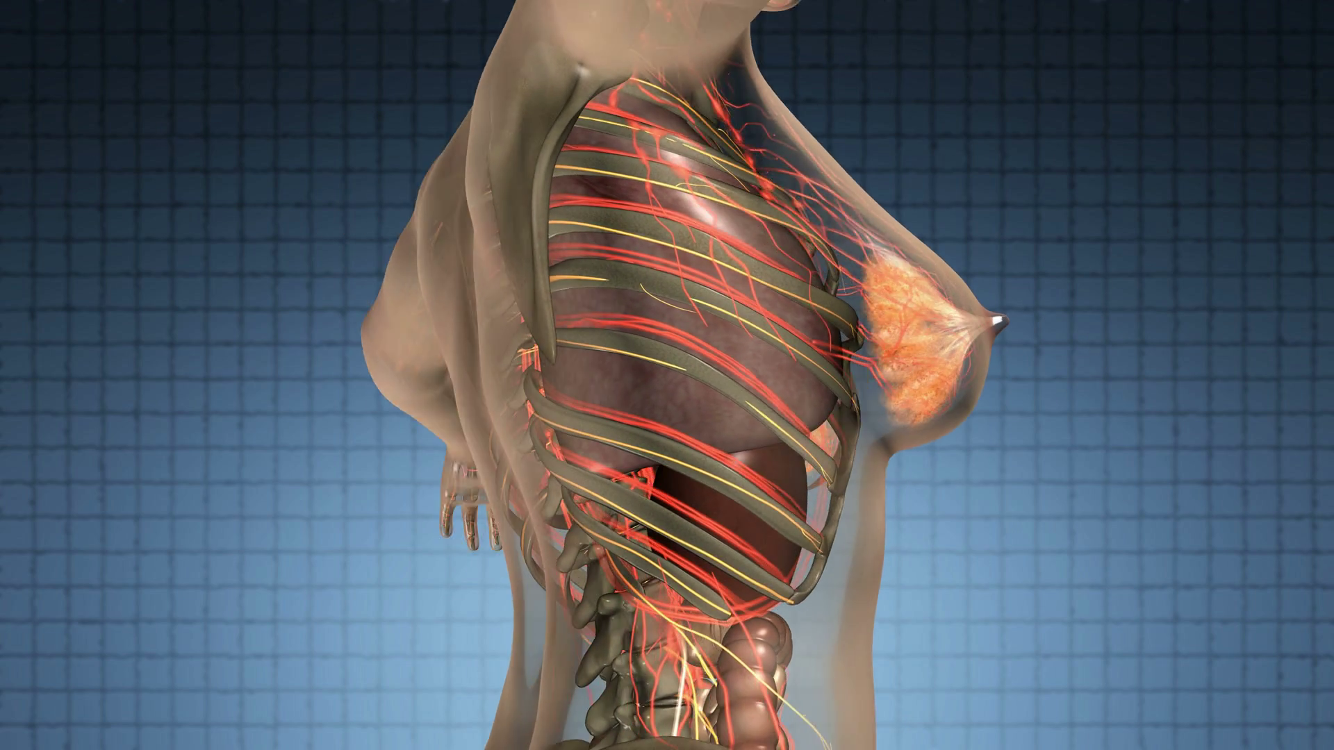 Science Anatomy Scan Of Human Body With Internal Organs 1024x1536