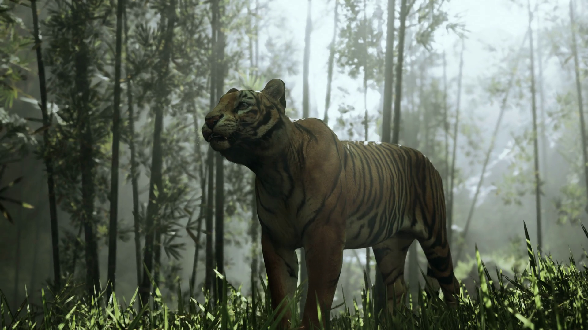 Colossal Bengal Tiger Stalks Prey In Bamboo Stock Motion Graphics SBV ...