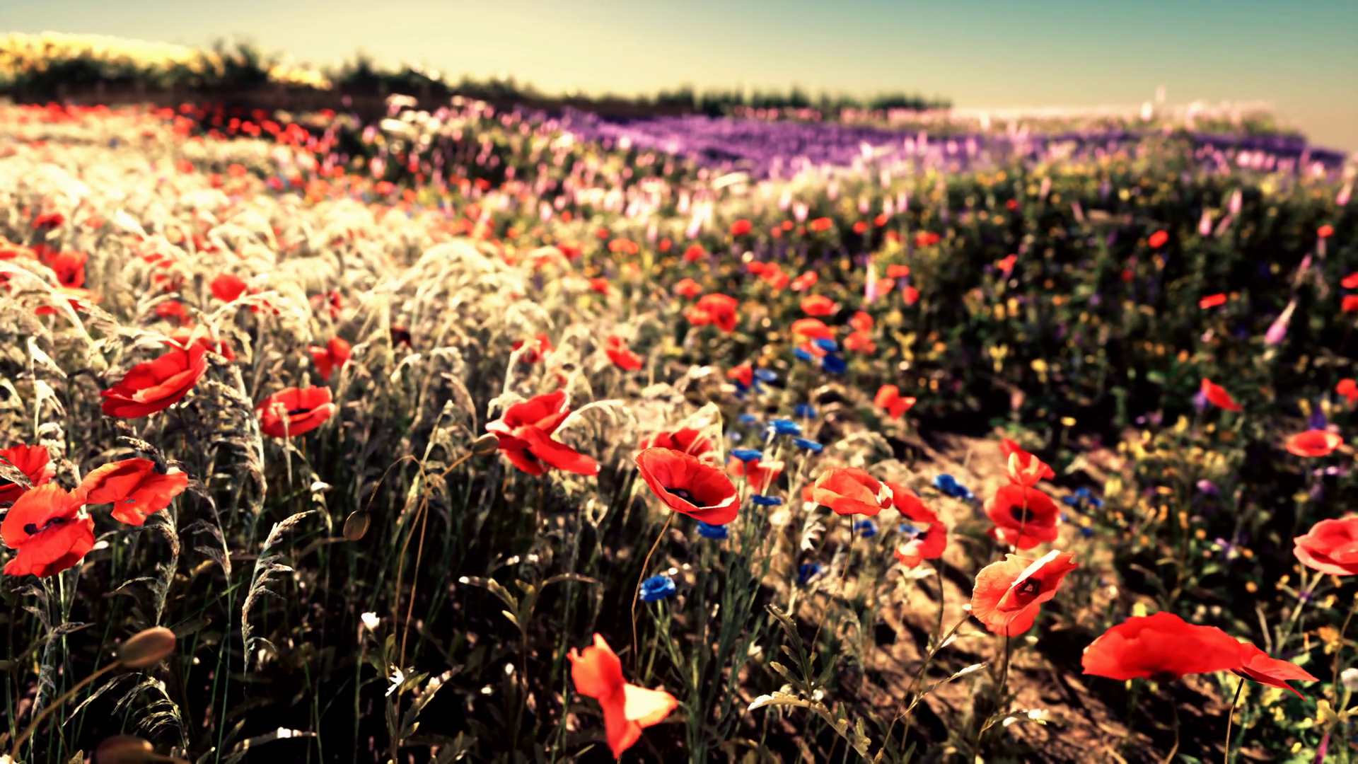 A Vibrant Field Of Red Purple Flowers Stock Motion Graphics SBV ...