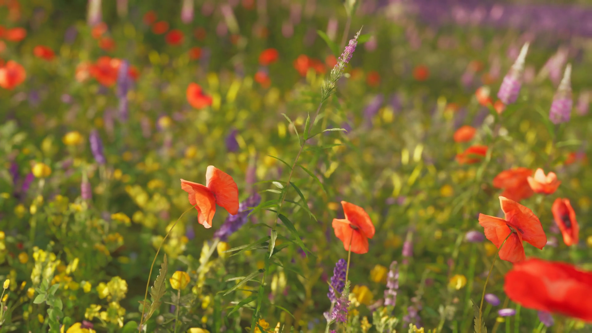 A Field Full Of Red Flowers Purple Yellow Stock Motion Graphics SBV ...
