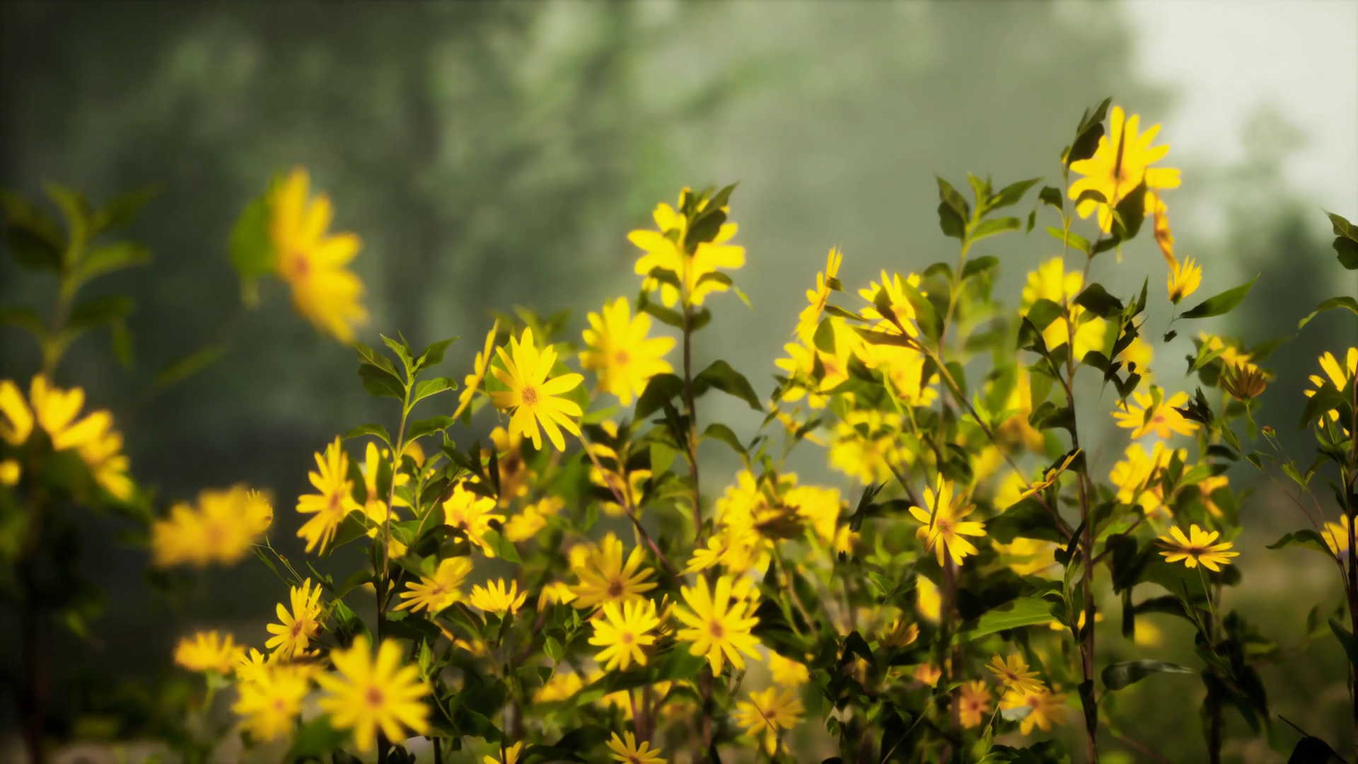A Bunch Of Yellow Flowers In Field Stock Footage SBV-348637106 ...