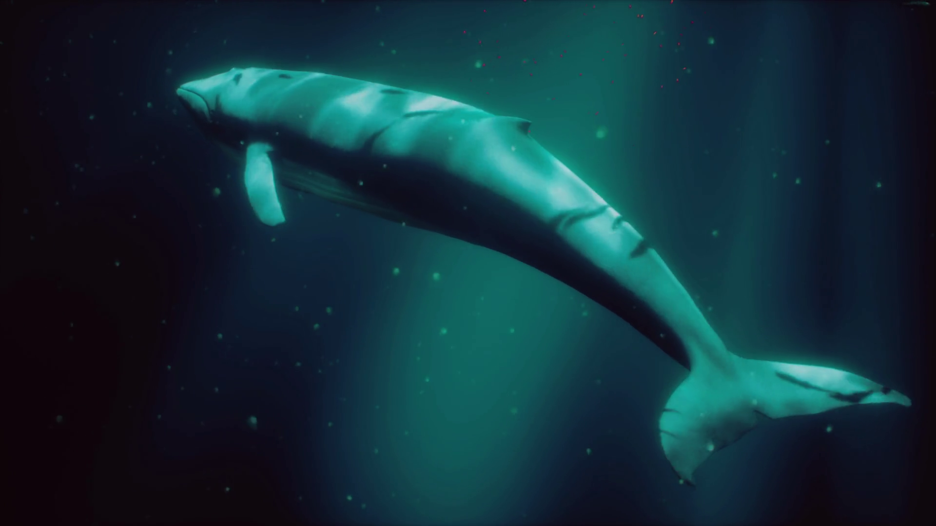 A Majestic Whale Swimming Among Schools Of Stock Motion Graphics SBV ...