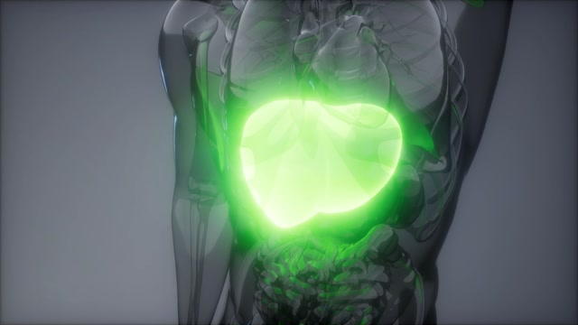 Gallbladder Model Stock Footage: Royalty-Free Video Clips - Storyblocks