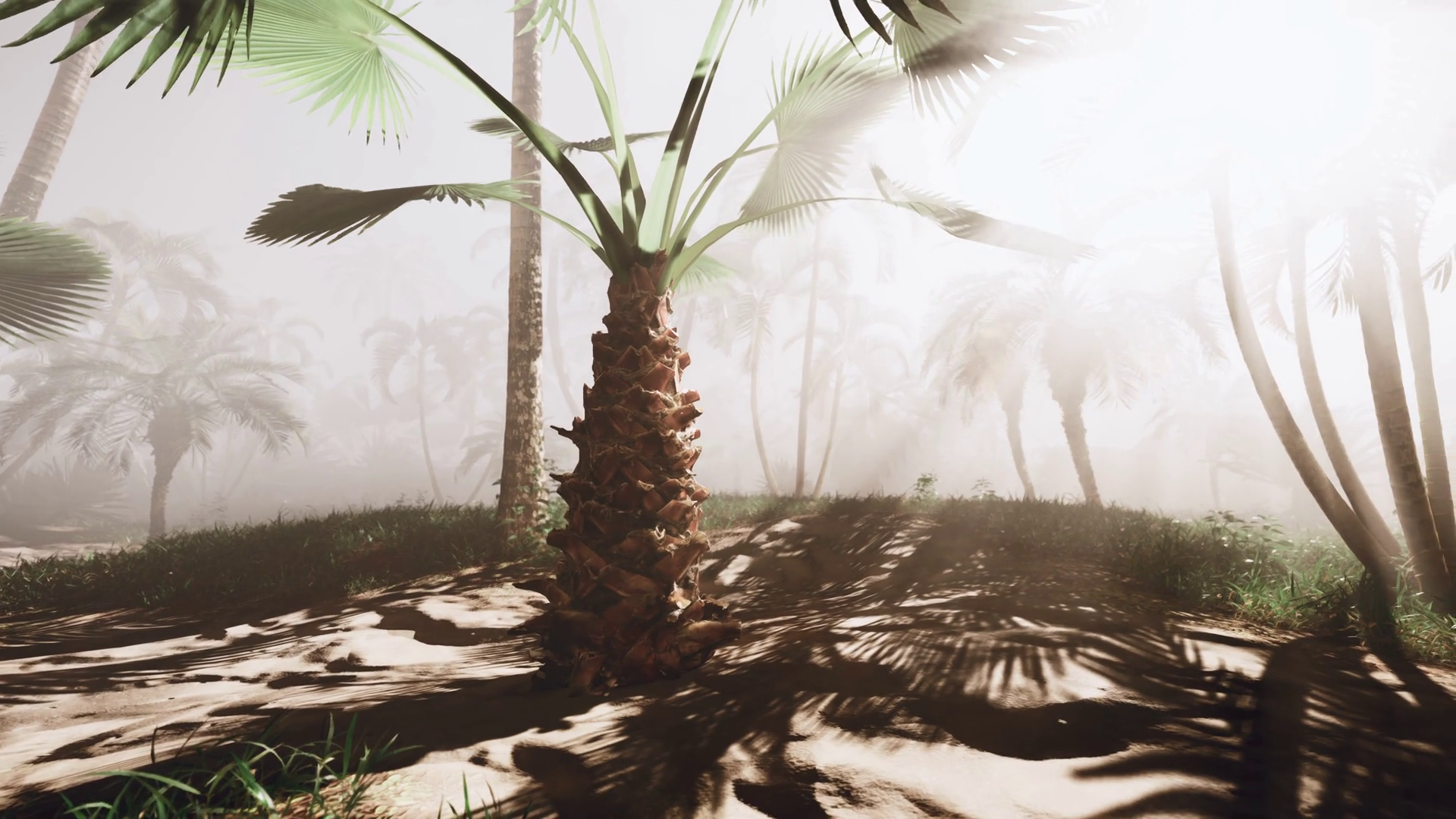 A Solitary Palm Tree Standing Tall In Stock Footage SBV-348834871 ...