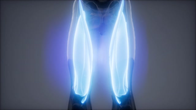 Leg Muscles Animation Stock Footage: Royalty-Free Video Clips - Storyblocks