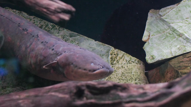 Electric Eel Fish Stock Footage: Royalty-Free Video Clips - Storyblocks