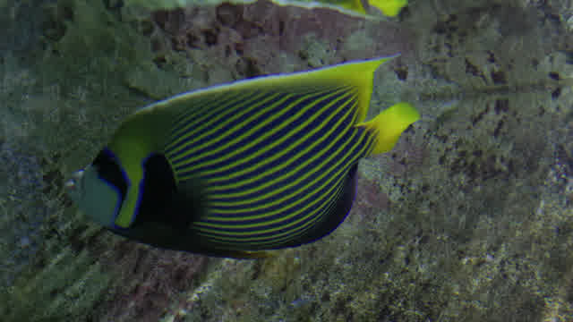 Striped Fish | Animals stock footage - Storyblocks