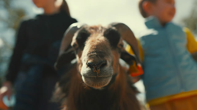 Goat Looking At Camera Stock Footage: Royalty-Free Video Clips ...