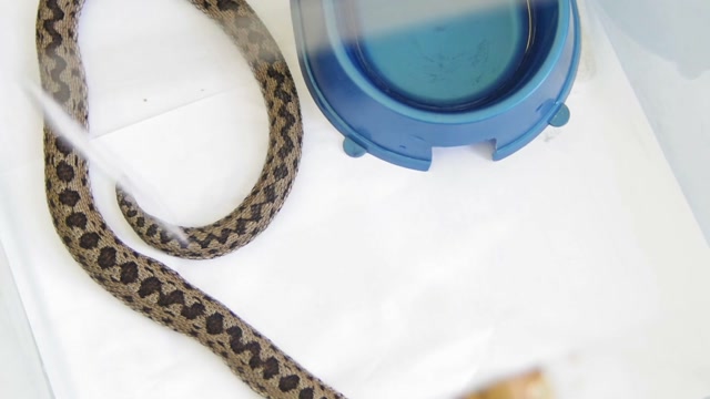 Snakes Venom Stock Footage: Royalty-Free Video Clips - Storyblocks