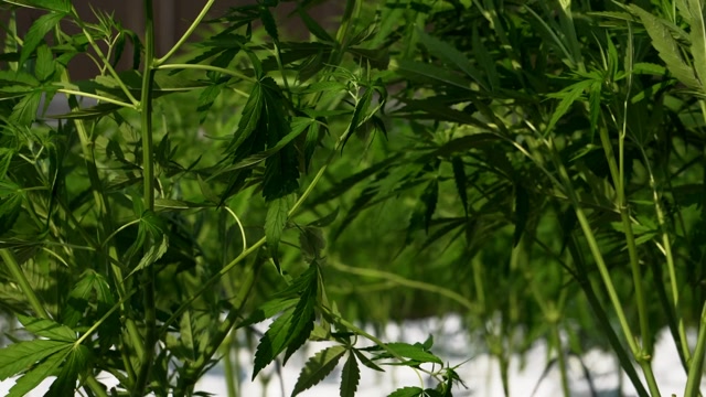 Marijuana Growing Process Stock Footage: Royalty-Free Video Clips ...