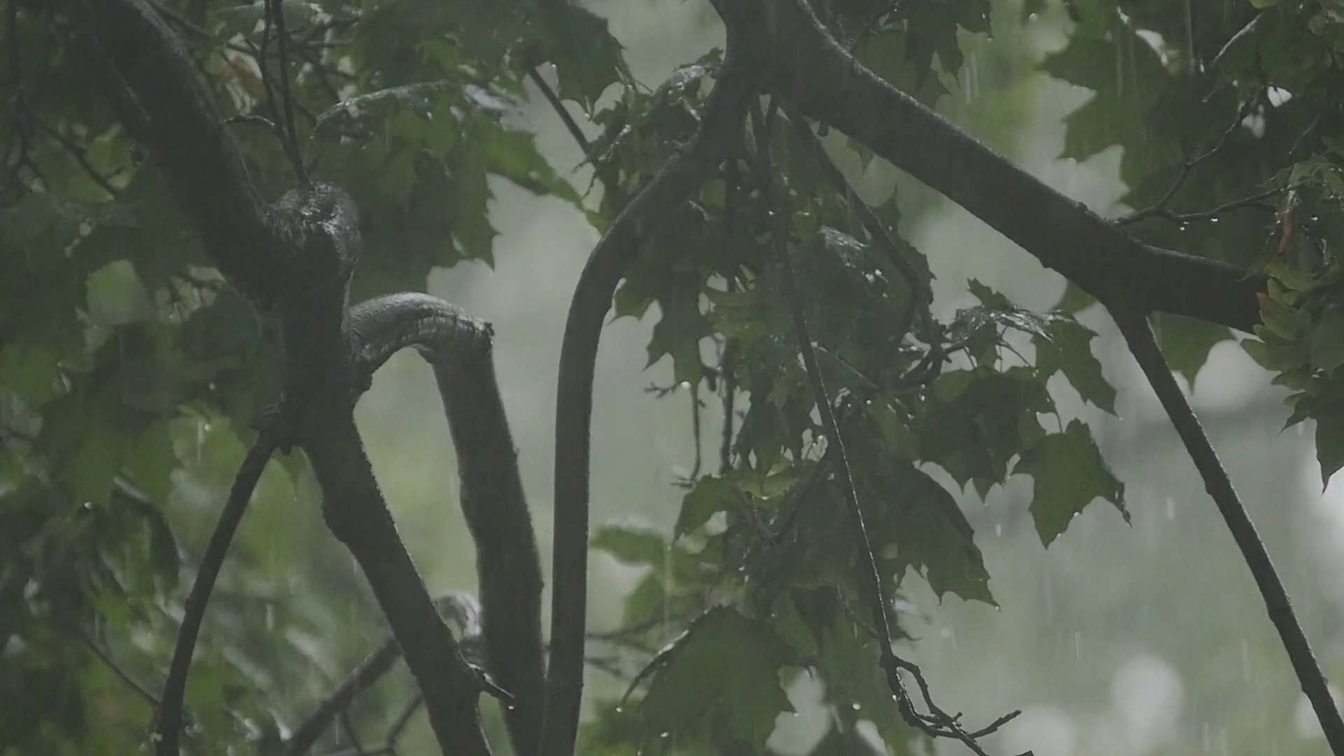 A Strong Wind Shakes Branches Of Trees Heavy Stock Footage SBV ...