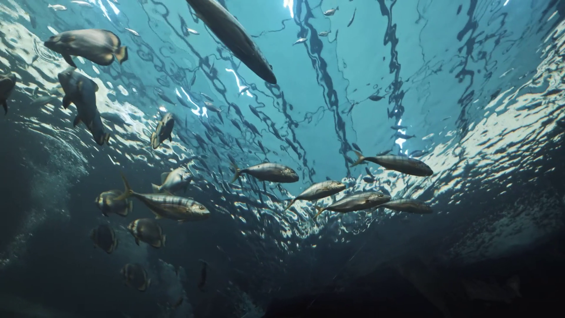 Exotic Large Fish Swim In Oceanarium Stock Footage SBV-349205020 ...