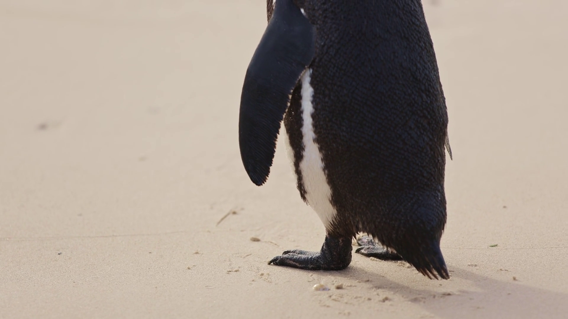 One Little African Penguin Closeup Black Stock Footage SBV-349226462 ...
