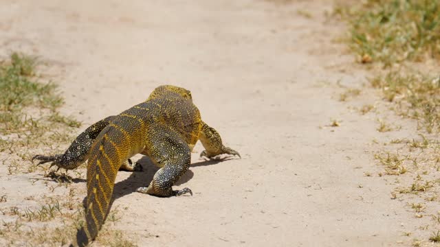 Monitor Lizard Stock Footage: Royalty-Free Video Clips - Storyblocks