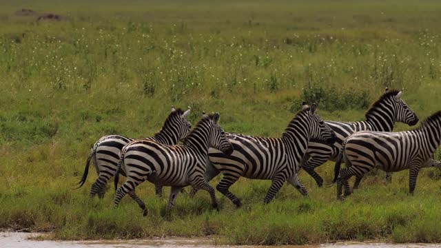 Wild Animals Run Stock Footage: Royalty-Free Video Clips - Storyblocks