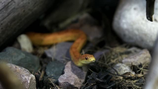 Snake House Stock Footage: Royalty-Free Video Clips - Storyblocks