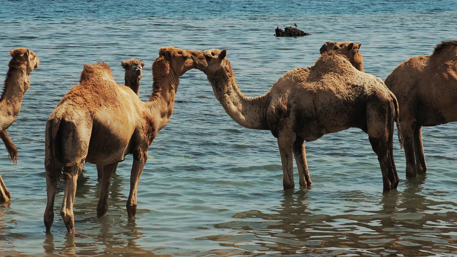 Swiming Enjoying Camel Ride On Beach Stock Footage SBV-334464168 ...