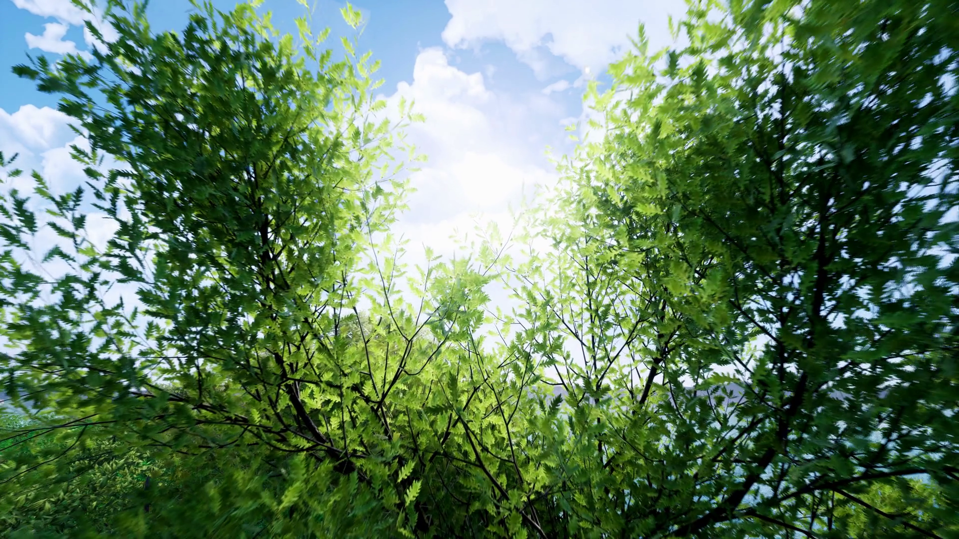 A Camera Moving Slowly Through Tree Top Stock Footage SBV-338523779 ...