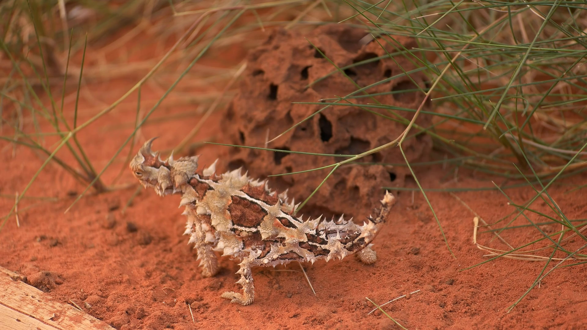 Posterior View Of Thorny Dragon Lizard From Stock Footage SBV-353290892 ...