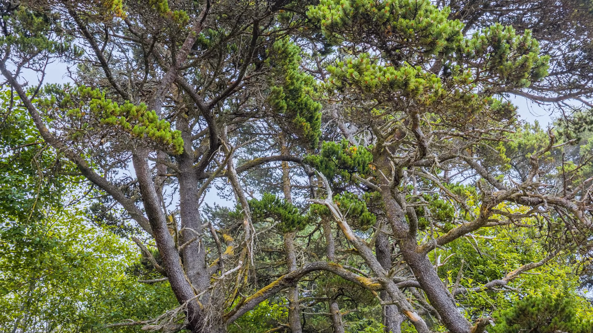 Coastal Pine Trees At Sand Lake Oregon Stock Footage SBV-353704471 ...